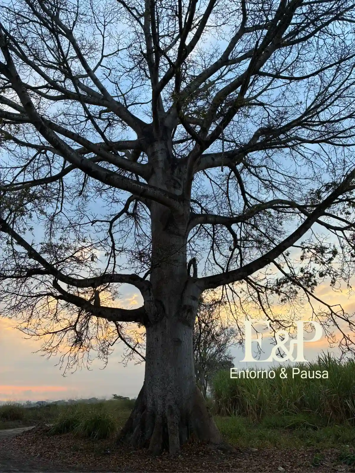 ceiba